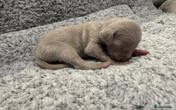 Weimaraner dogs for sale: 🐾 KC Registered Weimaraner Puppies 🐾 - Image 8