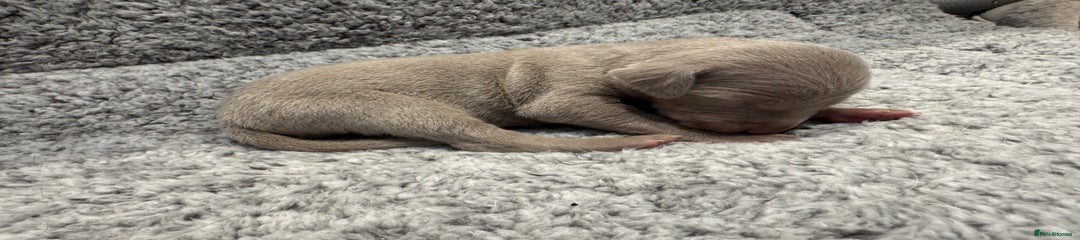 Weimaraner Puppy 4