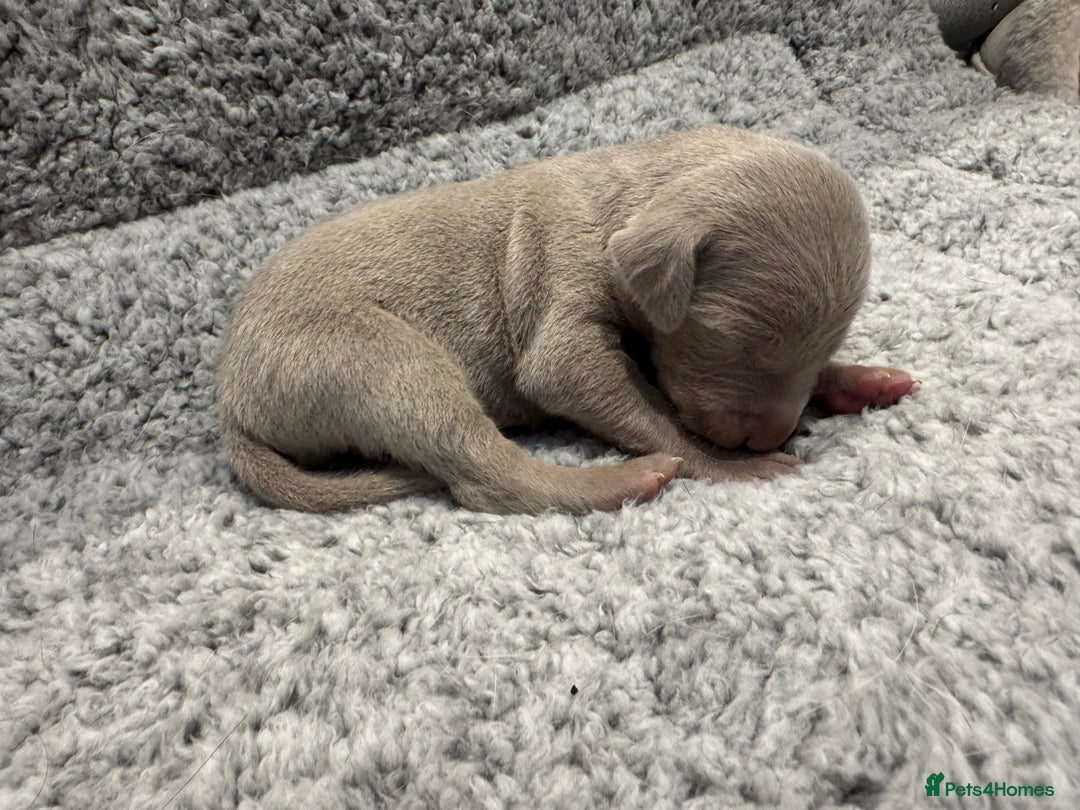 Weimaraner dogs for sale: 🐾 KC Registered Weimaraner Puppies 🐾 - Image 8