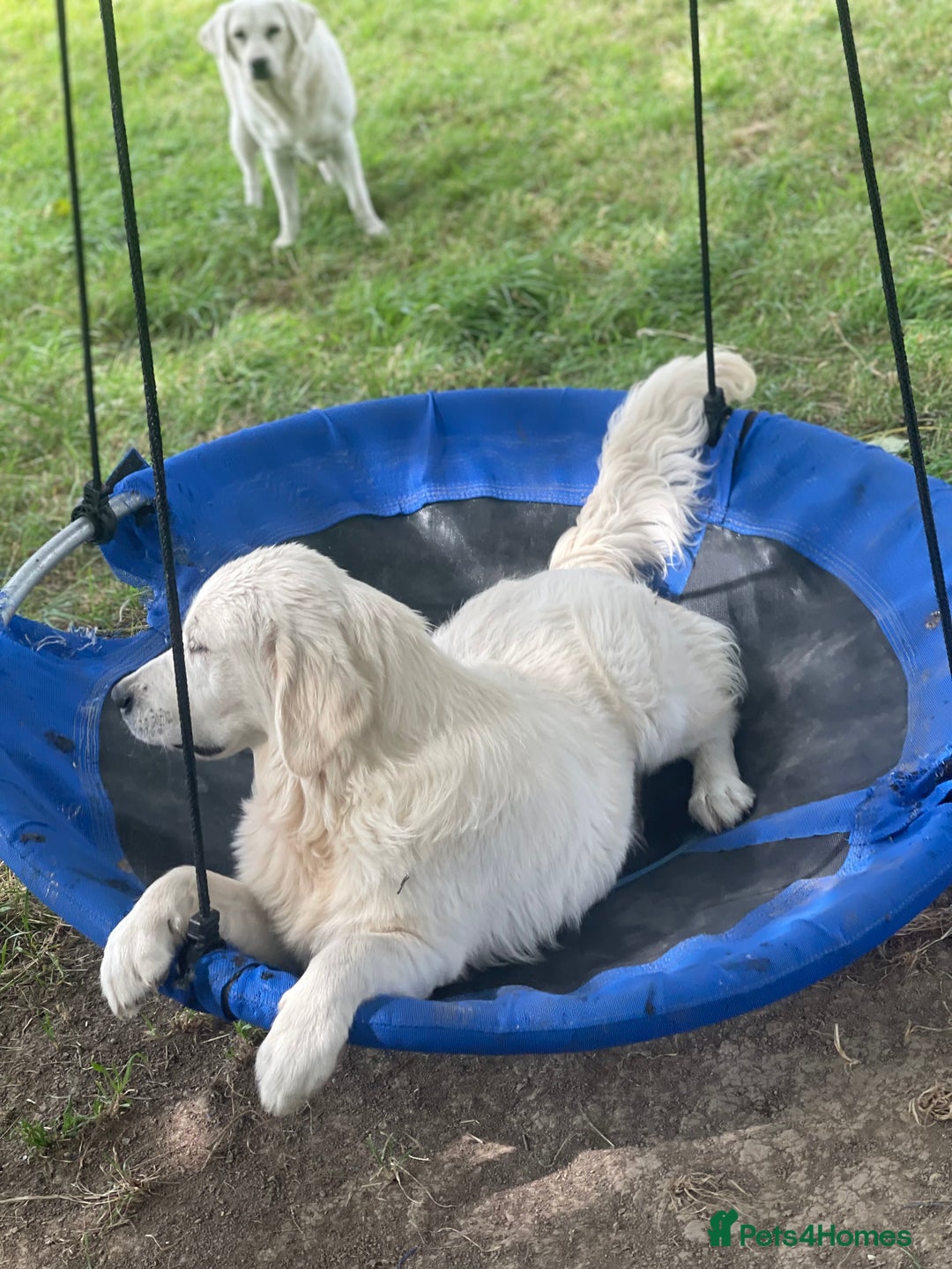 Golden Retriever dogs for sale: Superb KC Golden Retriever show type - Image 5