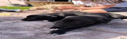 Whippet dogs for sale: Beautiful KC Whippet Puppies - Advert 22