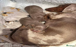 Dachshund dogs for sale: 2 Isabella dachshund puppies  - Image 14