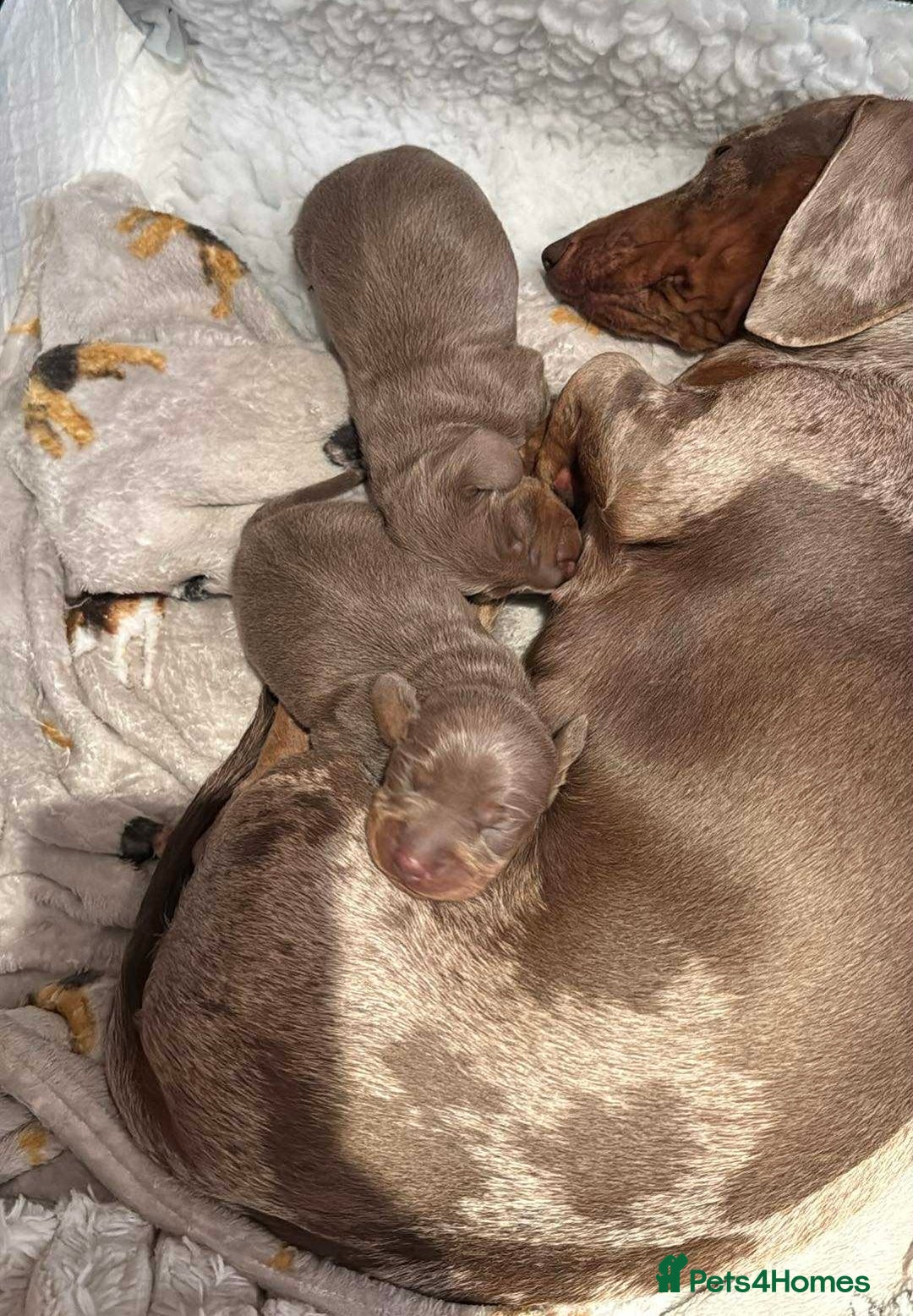 Dachshund dogs for sale: 2 Isabella dachshund puppies  - Image 14