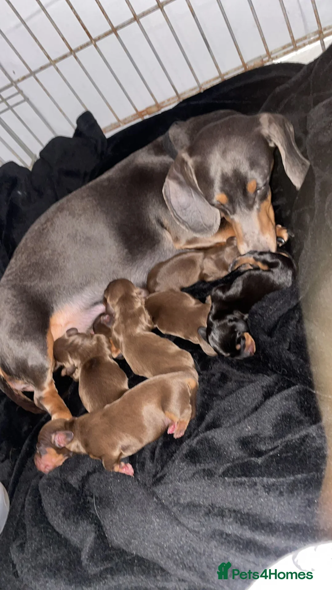 Miniature Dachshund dogs for sale: Male ready now  in Romford - Advert 2