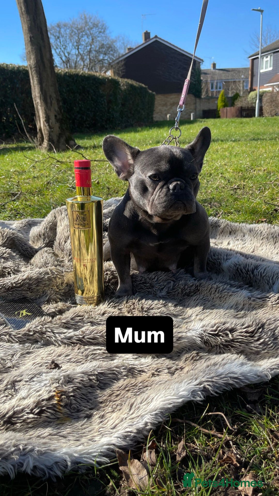 French Bulldog dogs for stud: Tiny lilac and tan stud £300 - Image 21