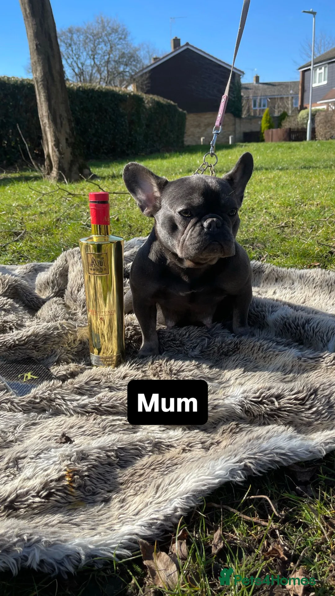 French Bulldog dogs for stud: Tiny lilac and tan stud available - Advert 21