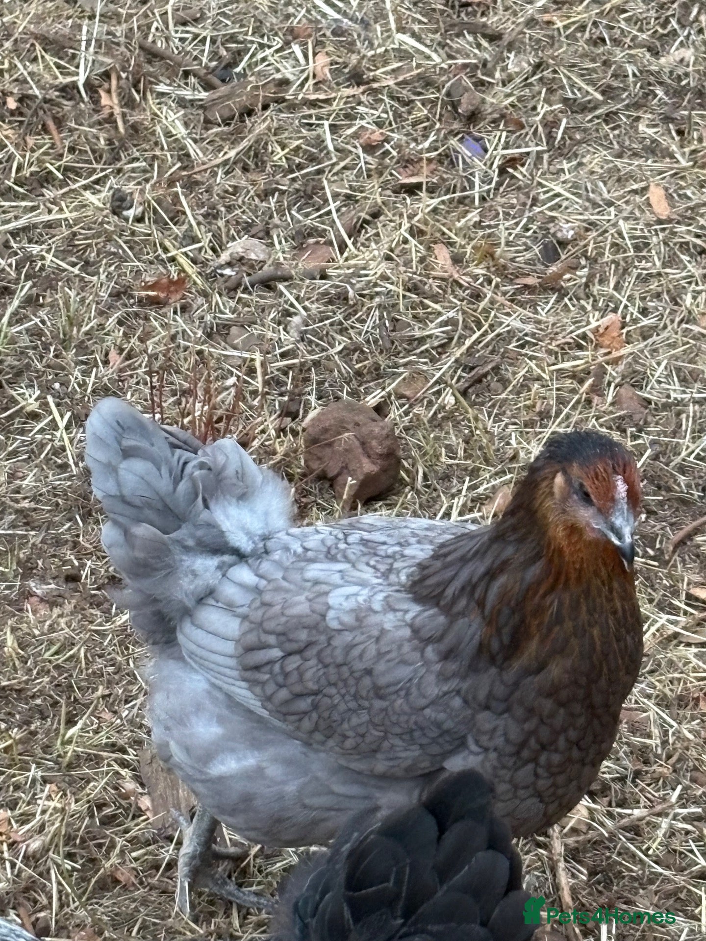 Chickens poultry Bluebell chicken  - Advert 3