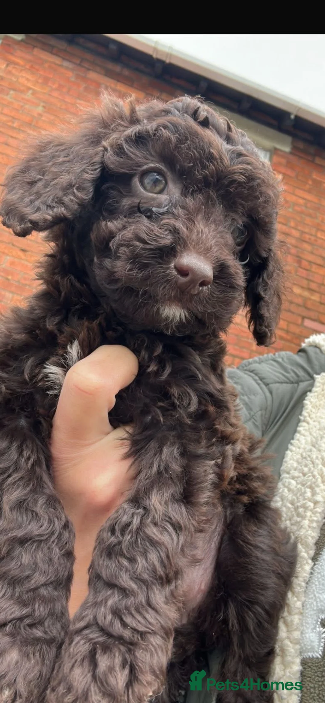 Cockapoo dogs for sale: 1 girl left  - Advert 2