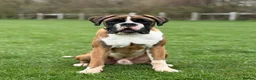 Boxer dogs for stud: Red & White Flashy Male For Stud in Bath - Advert 4