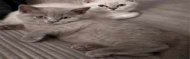 British Shorthair 3