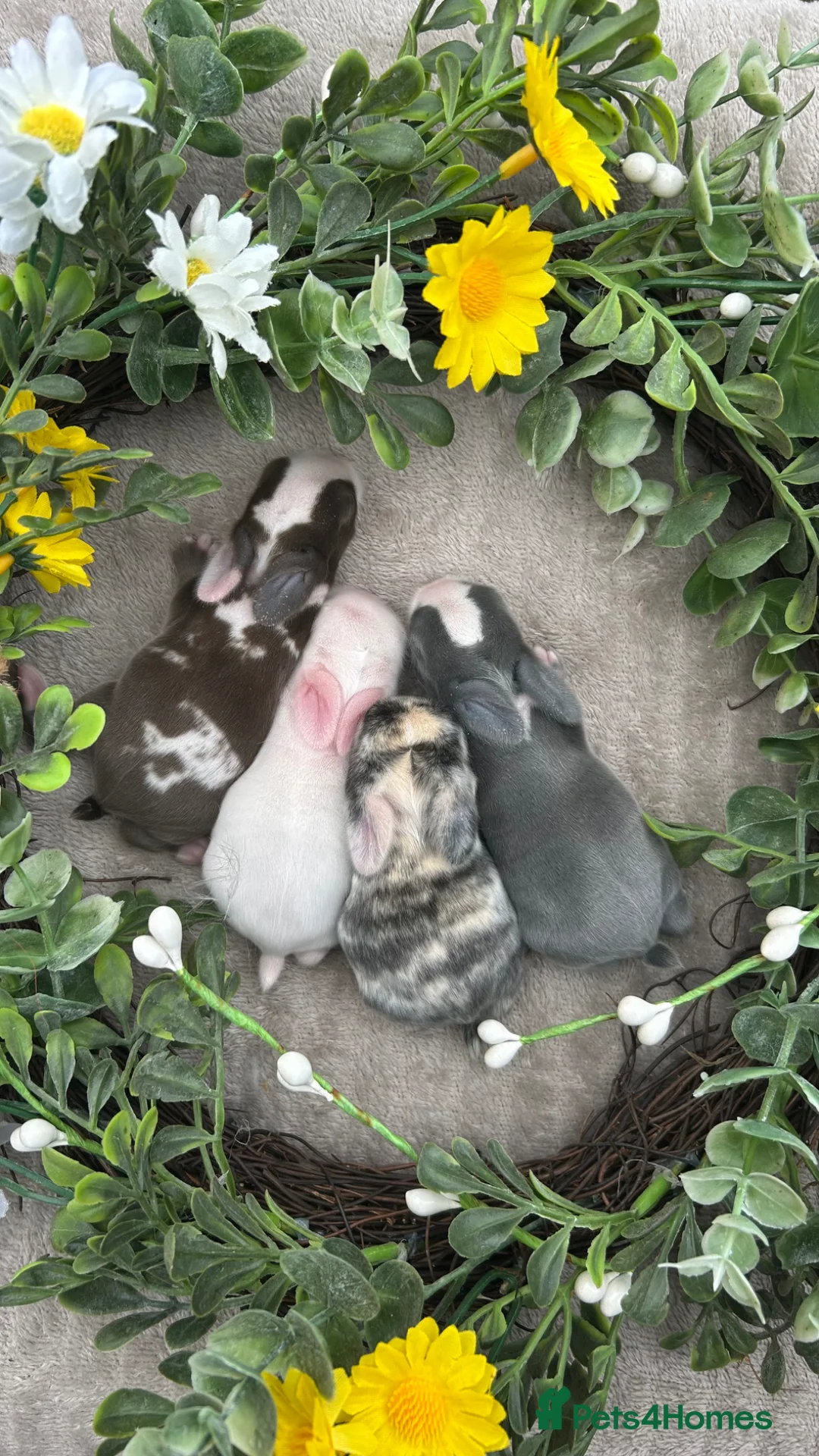 Mini Lop rabbits for sale: Minilop Babies To Reserve 🫶🏽🤍 - Advert 2