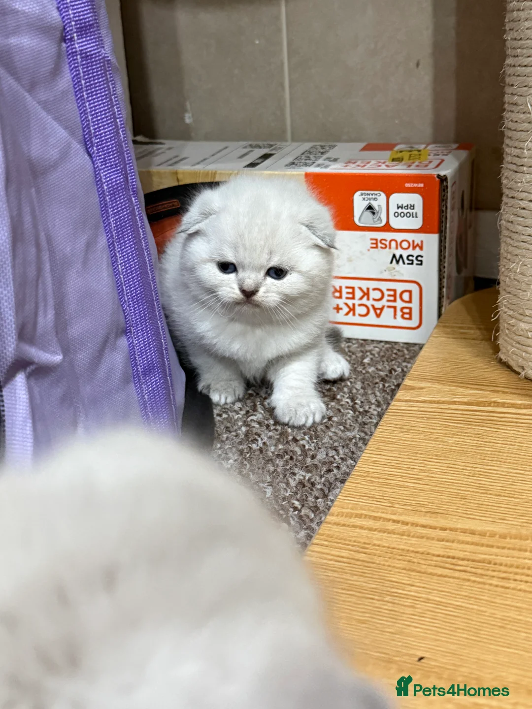 Scottish Fold cats for sale: Scottish Straight Kittens-Ready Now-2Boys 🩵 - Advert 39