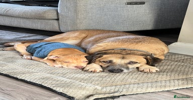 Mixed Breed dogs Sweet & Sensitive Louie, a Dream for a Quiet Home - Advert 4