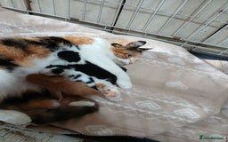 British Shorthair cats for sale: Kittens ready for new homes - Image 2