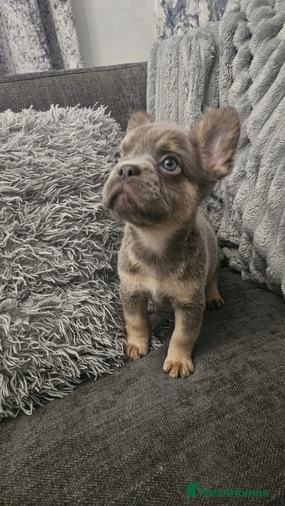 French Bulldog dogs for sale: Lilac fluffies! Ready to leave now. - Advert 2