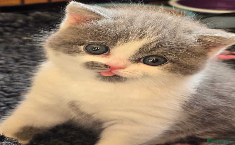 British Shorthair cats - Advert 3