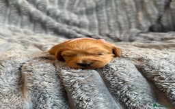 Cavapoo dogs for sale: Beautiful Cavapoo Puppies🐶 - Image 4