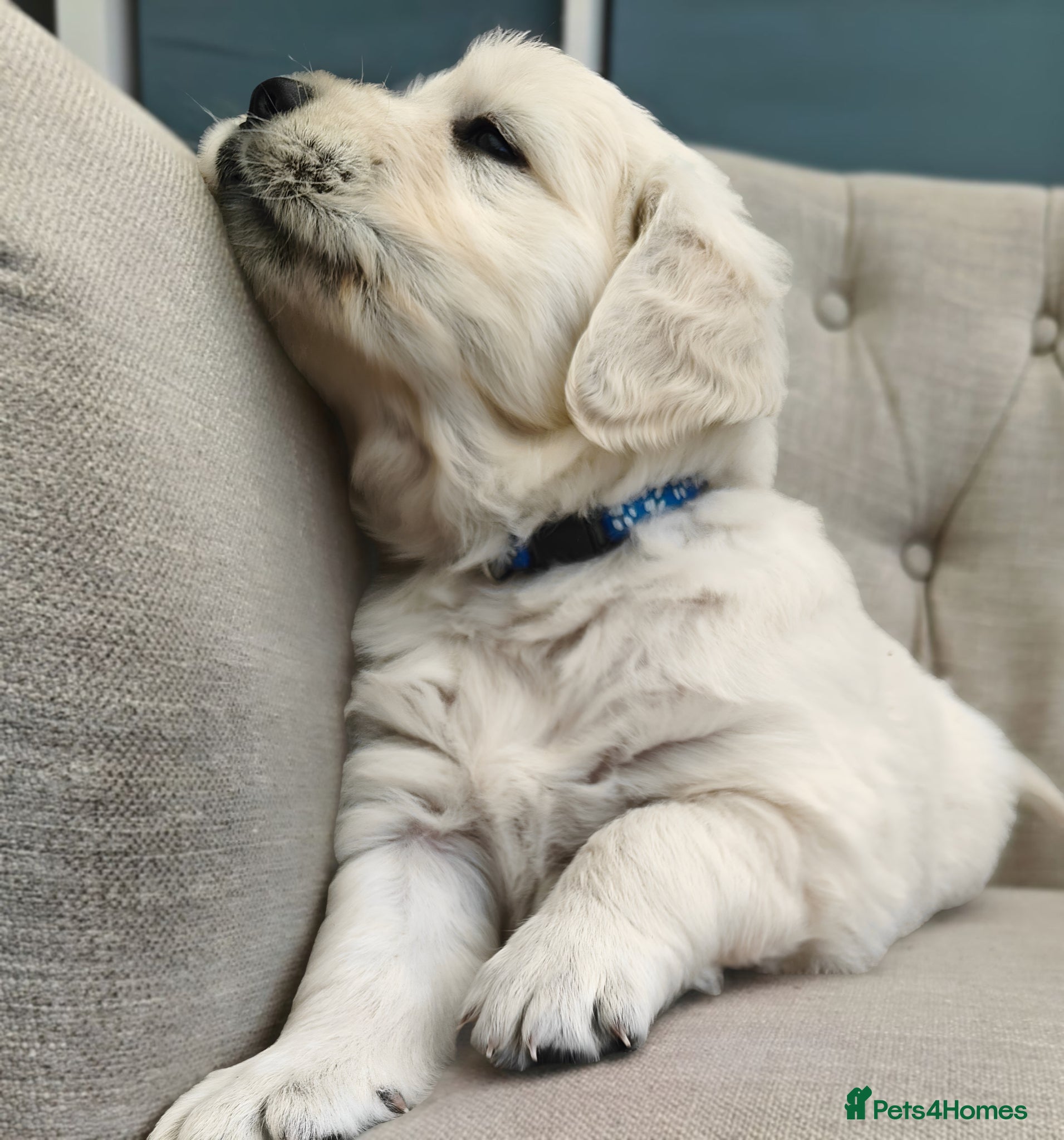 Golden Retriever dogs Gorgeous English Cream Golden Retriever Puppy's 🐾 - Advert 2