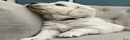 Golden Retriever dogs for sale: Gorgeous English Cream Golden Retriever Puppy's 🐾 - Advert 2