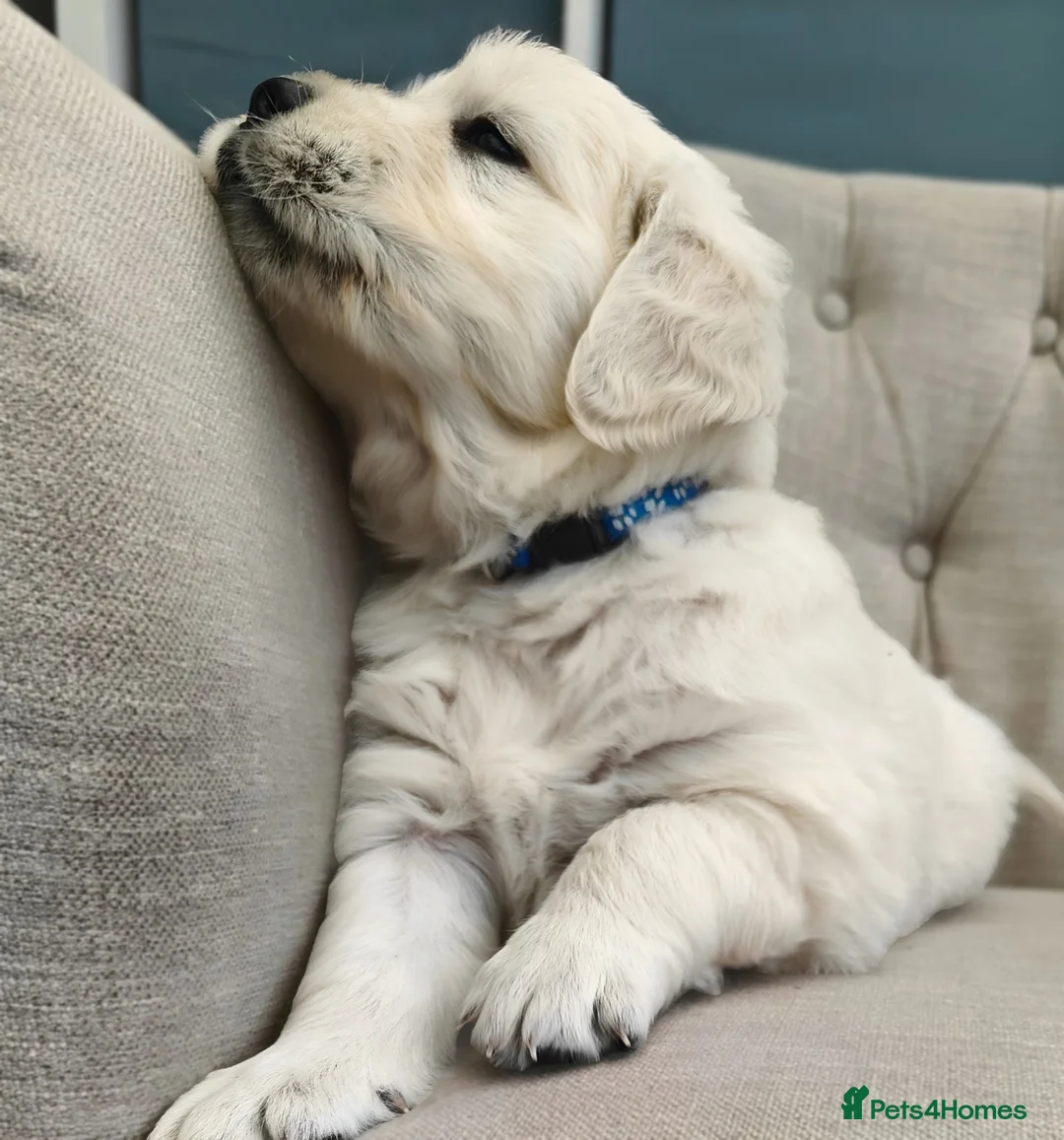 Golden Retriever dogs for sale: Gorgeous English Cream Golden Retriever Puppy's 🐾 - Advert 2