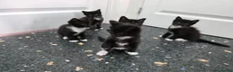 Mixed Breed cats for sale: Kittens for sale  in Reading - Advert 2