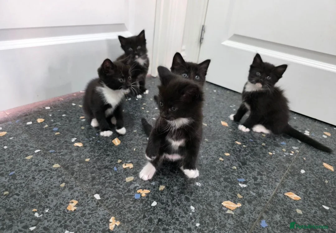 Mixed Breed cats for sale: Kittens for sale  in Reading - Advert 2