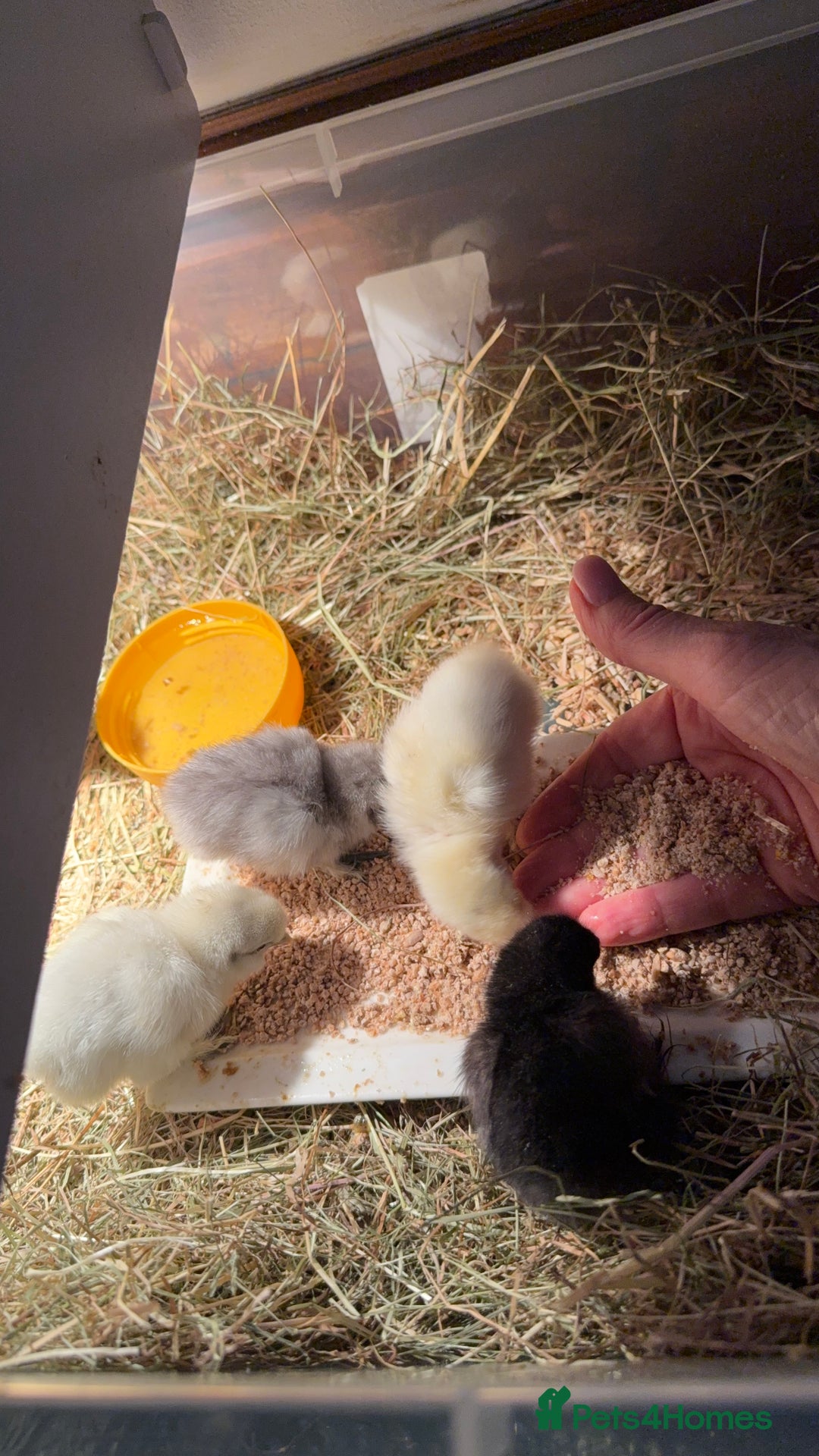 Chickens poultry for sale: GORGEOUS HAND REARED MIXED SEX SILKIE CHICKS 🐥 - Image 1