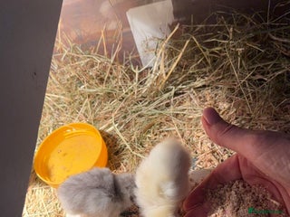 Chickens poultry - Advert 4