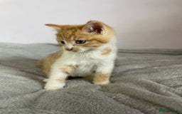 British Shorthair cats for sale: Four kittens ready to go (prices vary) - Image 37