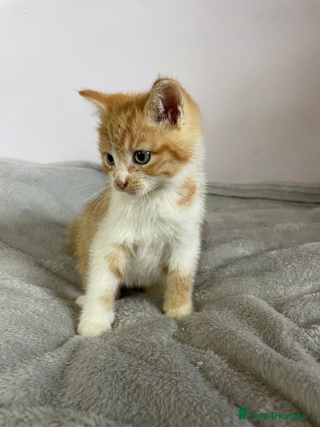 British Shorthair cats for sale: Four kittens ready to go (prices vary) - Image 37