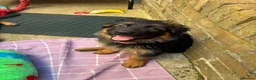 German Shepherd dogs for sale: KC German Shepherd puppies  - Advert 20