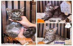 Ragdoll cats for sale: 🌙 Grey Ghost Kittens🎃 – Ragdoll × Tabby 🐾 - Image 1