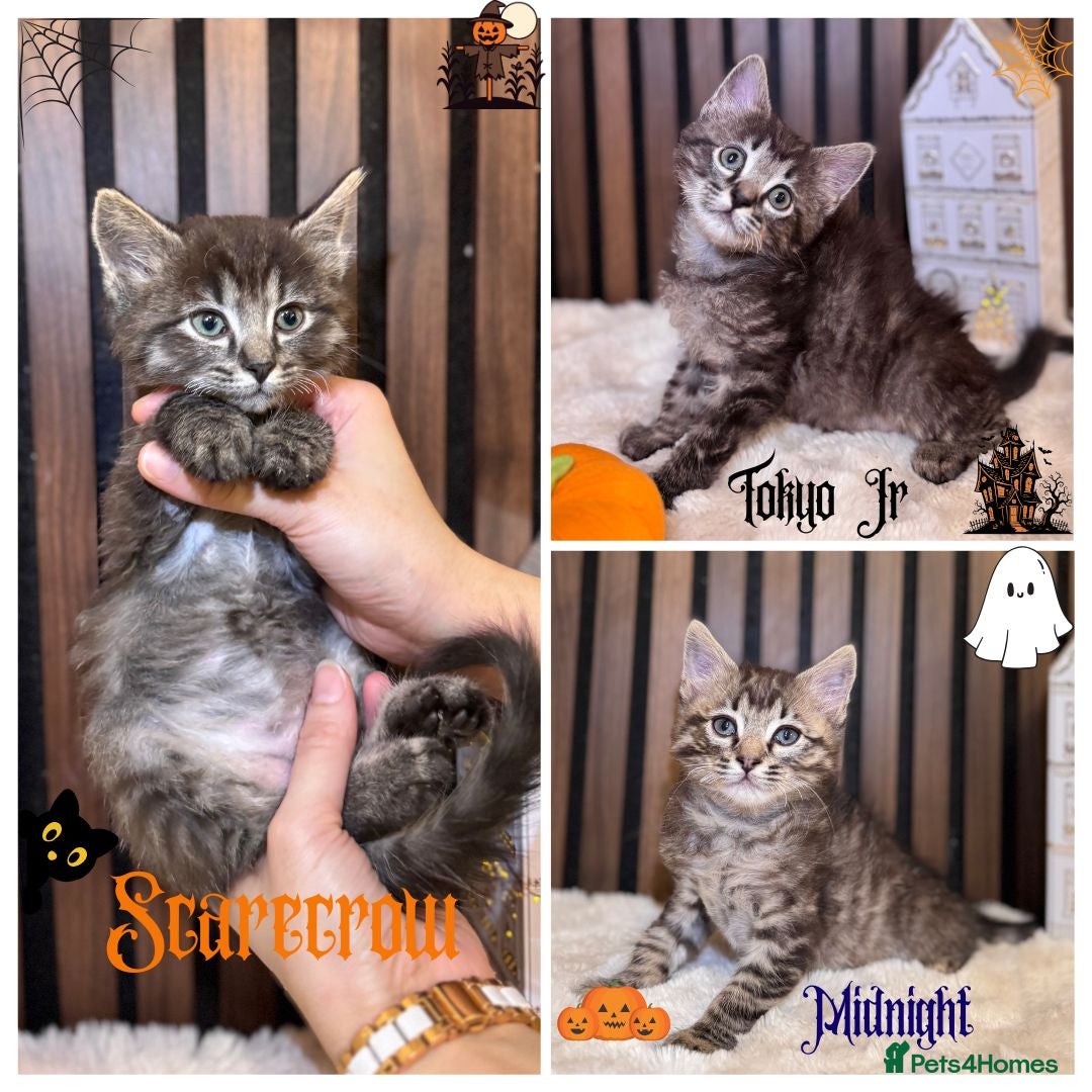 Ragdoll cats for sale: 🌙 Grey Ghost Kittens🎃 – Ragdoll × Tabby 🐾 - Image 1