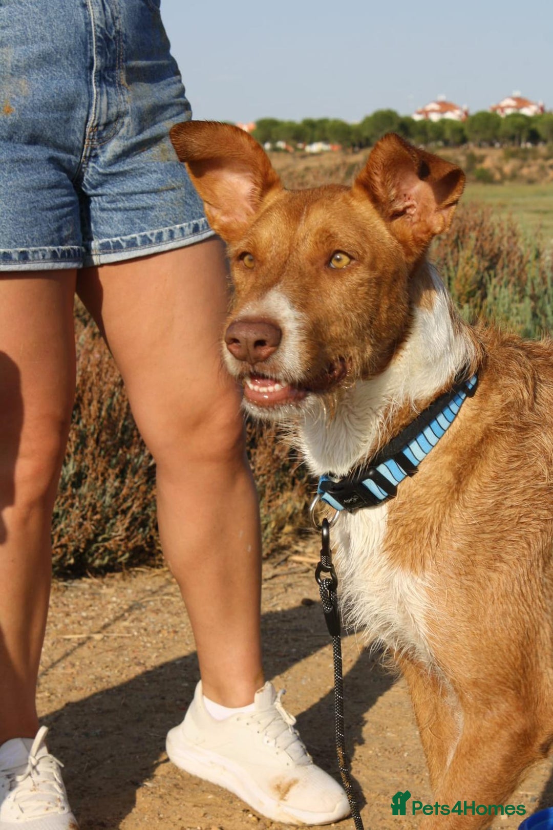 Portuguese Podengo dogs for adoption: “Can I please be part of your family?” - Image 3