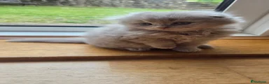 Scottish Longhair light blue boy Kitten 2