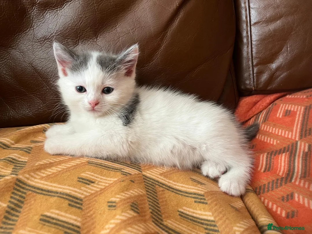Persian cats for sale: Beautiful Persian Kittens  - Advert 2