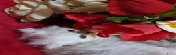 Persian cats for sale: Beautiful Persian chinchilla kittens  - Advert 4