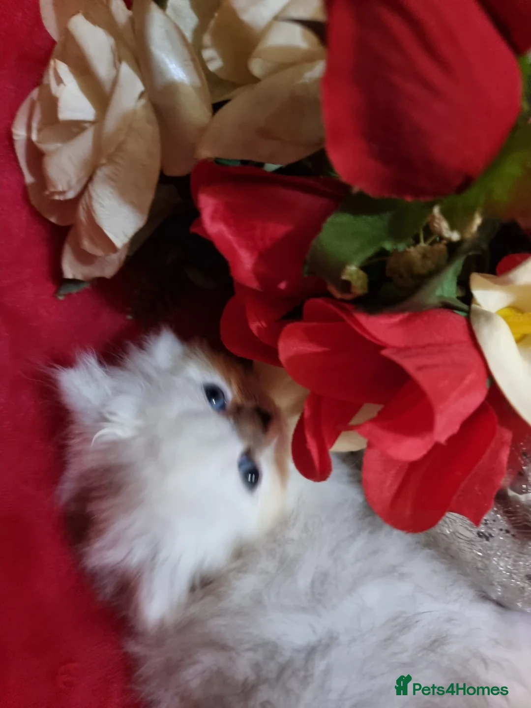 Persian cats for sale: Beautiful Persian chinchilla kittens  - Advert 6