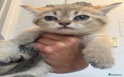 British Shorthair cats for sale: 1 BSH colour point & 4 rainbow BSH Chinchillas - Image 13