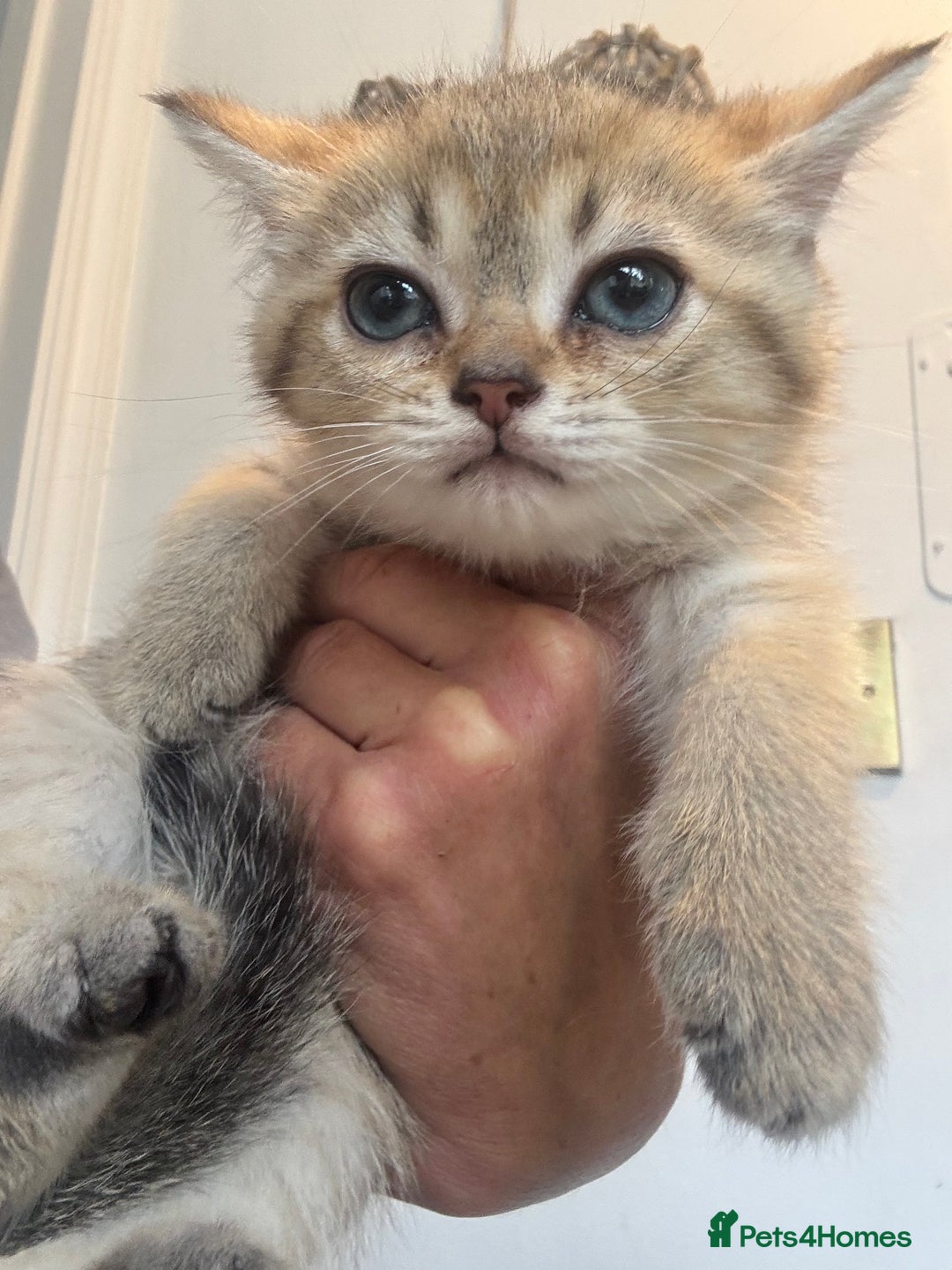 British Shorthair cats for sale: 1 BSH colour point & 4 rainbow BSH Chinchillas - Image 13