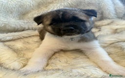 Akita dogs for sale: Akita puppies 4 - 2 boys 2 girls  - Image 3