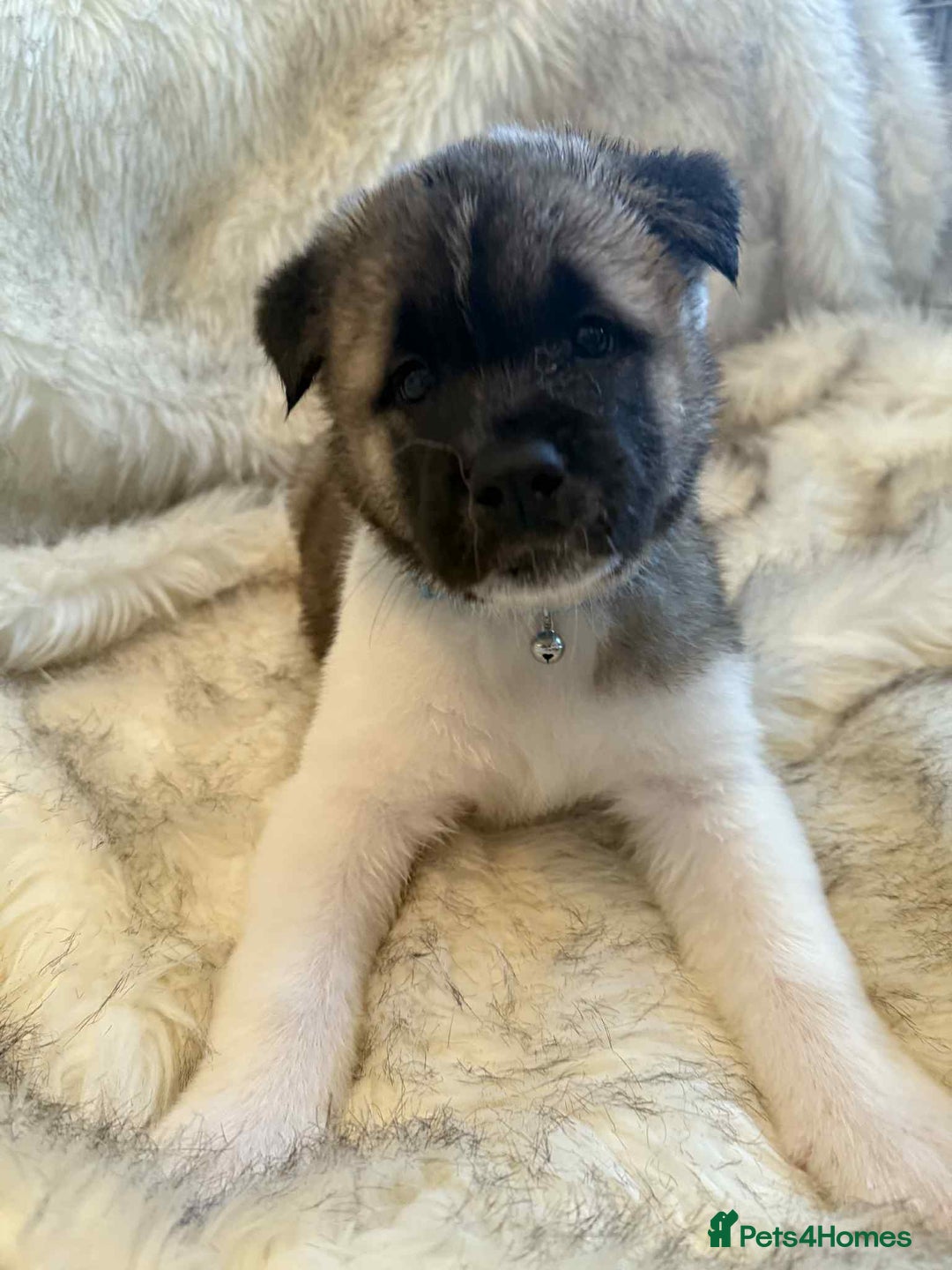 Akita dogs for sale: Akita puppies 4 - 2 boys 2 girls  - Image 3
