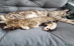 American Shorthair cats for sale: Gorgeous girl!!!🥰 - Image 15