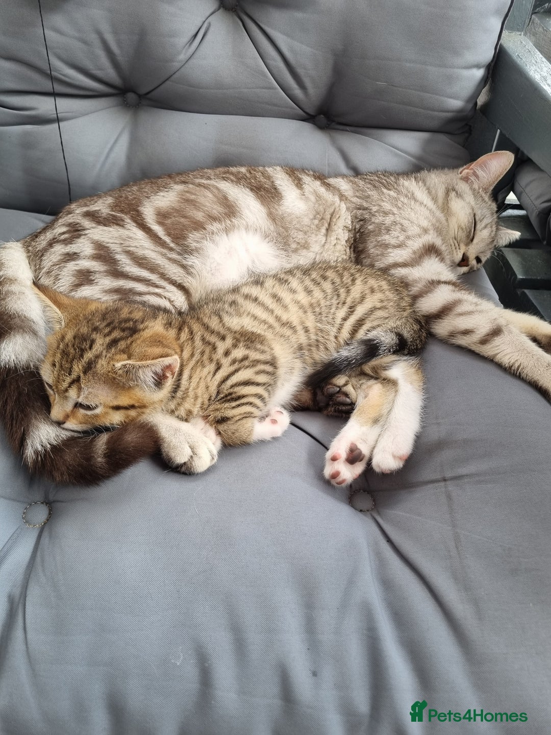 American Shorthair cats for sale: Gorgeous girl!!!🥰 - Image 15