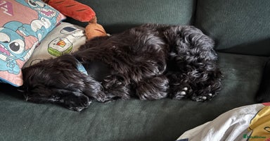 Cocker Spaniel dogs - Advert 15