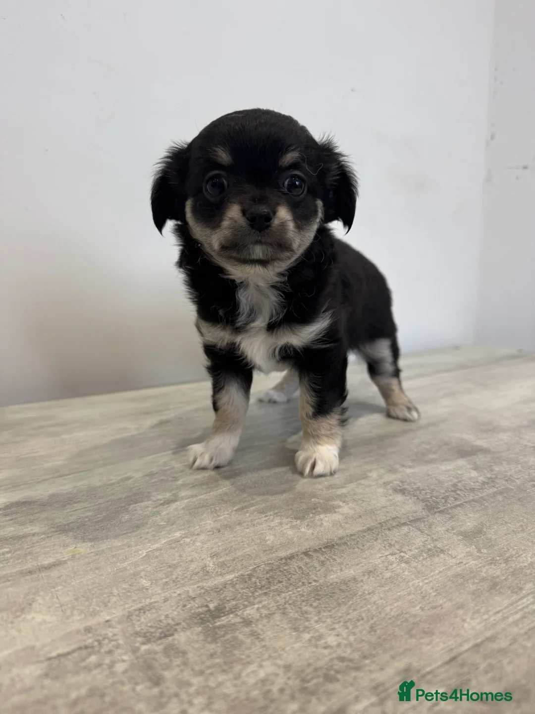 Chihuahua dogs for sale: Chihuahua  - Advert 2