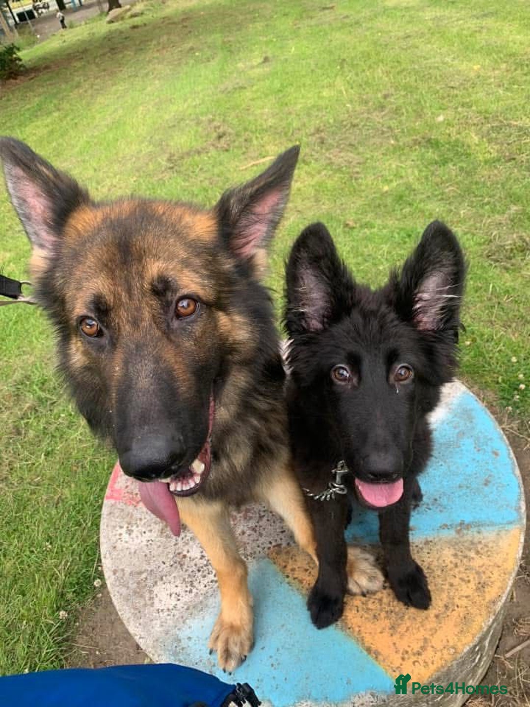 German Shepherd dogs for sale: Zeus is looking for his forever home 🏠  - Advert 6