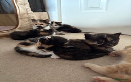 British Longhair cats for sale: Ginger tortoishell and calico male & female kitten - Image 14