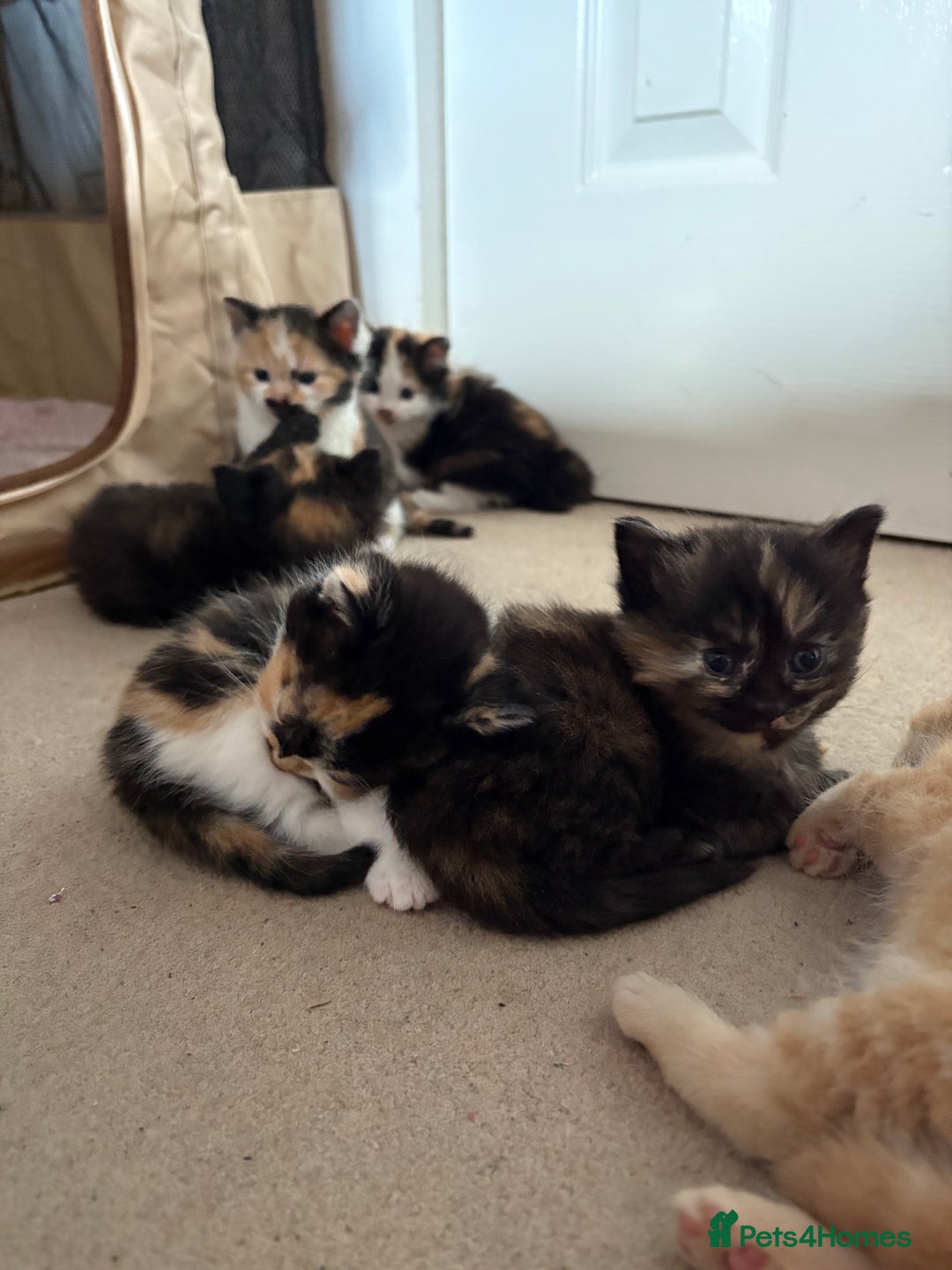 British Longhair cats for sale: Ginger tortoishell and calico male & female kitten - Image 14
