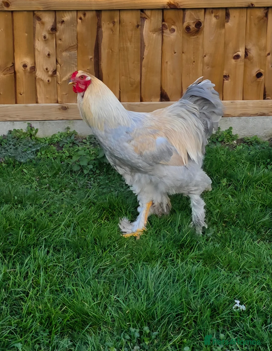 Chickens poultry for sale: Gorgeous Isabella Brahma Boy - Advert 2